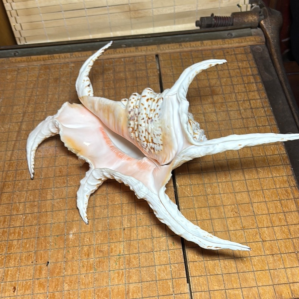Spider Conch Natural White Brown Shell 10”Lx6.5”Wx2.75”H Beach Bath 11.4oz - Picture 14 of 17